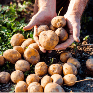 Patate della Sila